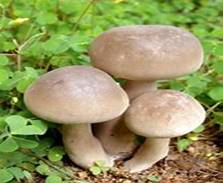 Image result for Mushroom 