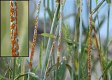 Image result for wheat rust-causing Puccinia