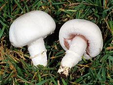 Image result for Agaricus