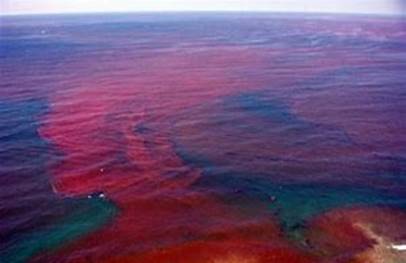 Image result for Red-Tide Gonyaulax