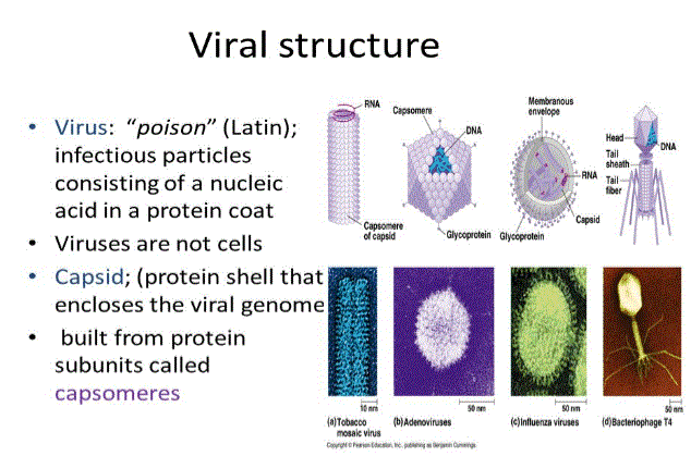 virus.gif