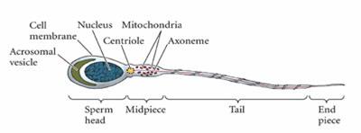 Image result for Ovum surrounded by few sperms