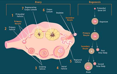 Image result for Oogenesis: