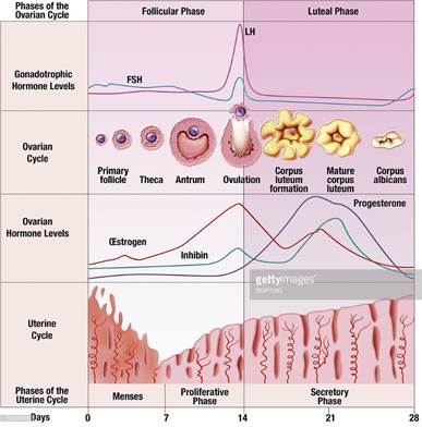 Image result for menstrual cycle
