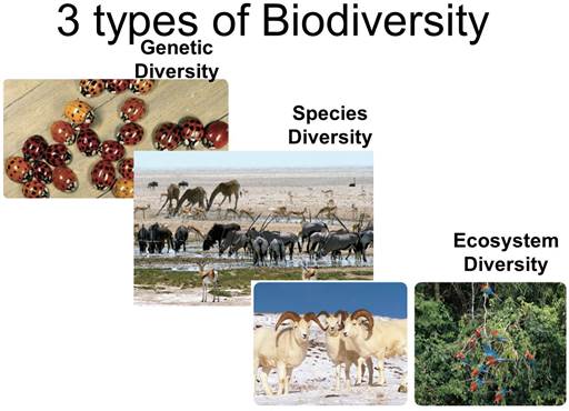 https://d1whtlypfis84e.cloudfront.net/guides/wp-content/uploads/2018/02/19151704/types-of-biodiversity.jpg