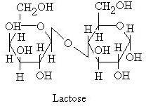 lactose disaccharides