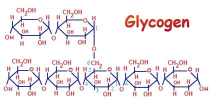 is-glycogen-a-carbohydrate.jpg