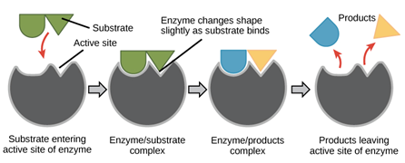 Image result for Enzyme