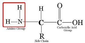 amino acids