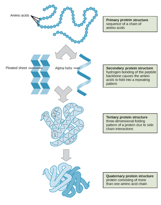 Image result for structure of proteins