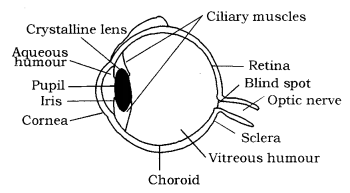 Human Eye and Colourful World Class 10 Notes Science Chapter 11 1