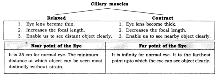 Human Eye and Colourful World Class 10 Notes Science Chapter 11 2