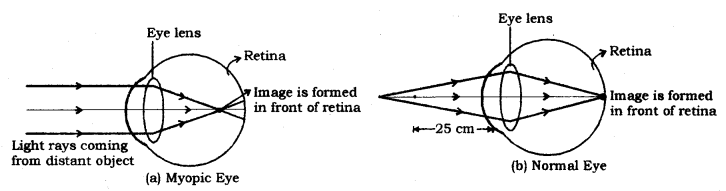 Human Eye and Colourful World Class 10 Notes Science Chapter 11 3