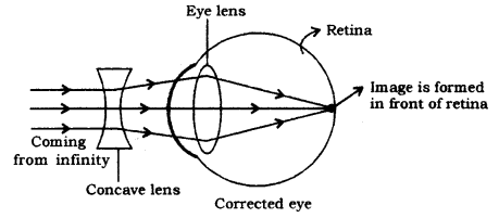 Human Eye and Colourful World Class 10 Notes Science Chapter 11 4