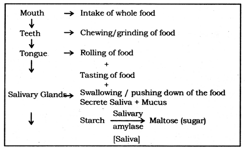 Life Processes Class 10 Notes Science Chapter 6 8