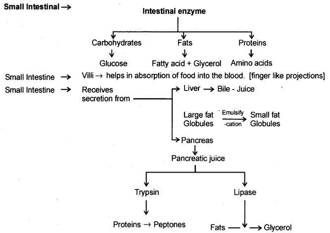 Life Processes Class 10 Notes Science Chapter 6 10