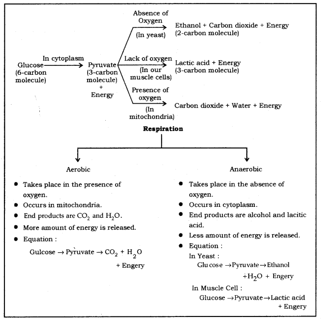 Life Processes Class 10 Notes Science Chapter 6 13