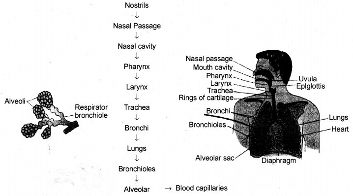 Life Processes Class 10 Notes Science Chapter 6 15