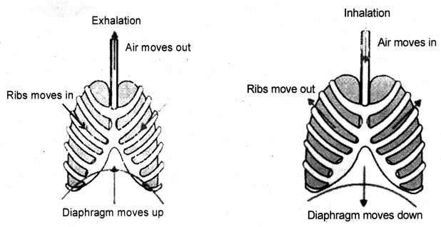 Life Processes Class 10 Notes Science Chapter 6 16