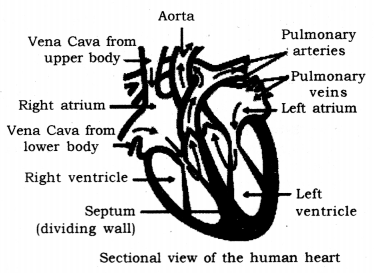 Life Processes Class 10 Notes Science Chapter 6 18