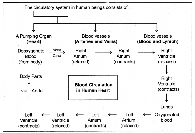 Life Processes Class 10 Notes Science Chapter 6 19