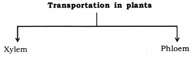 Life Processes Class 10 Notes Science Chapter 6 21