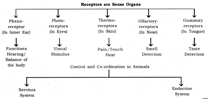 Control and Coordination Class 10 Notes Science Chapter 7 1