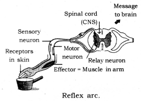 Control and Coordination Class 10 Notes Science Chapter 7 5