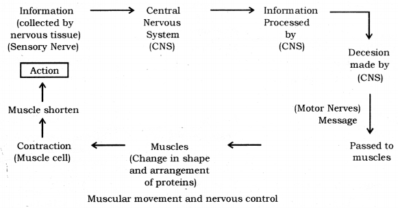 Control and Coordination Class 10 Notes Science Chapter 7 6