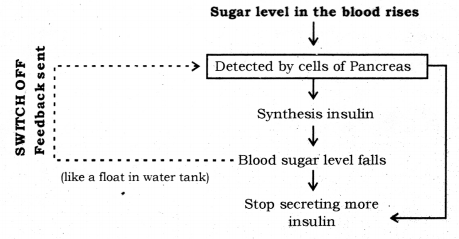 Control and Coordination Class 10 Notes Science Chapter 7 8