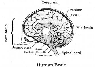 Control and Coordination Class 10 Notes Science Chapter 7 4