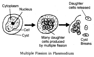 How do Organisms Reproduce Class 10 Notes Science Chapter 8 2