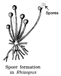 How do Organisms Reproduce Class 10 Notes Science Chapter 8 6