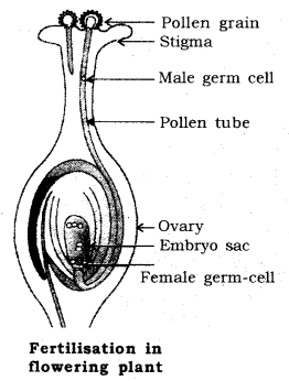 How do Organisms Reproduce Class 10 Notes Science Chapter 8 11