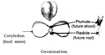 How do Organisms Reproduce Class 10 Notes Science Chapter 8 12