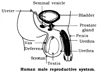 How do Organisms Reproduce Class 10 Notes Science Chapter 8 13