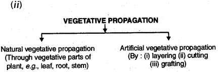 How do Organisms Reproduce Class 10 Notes