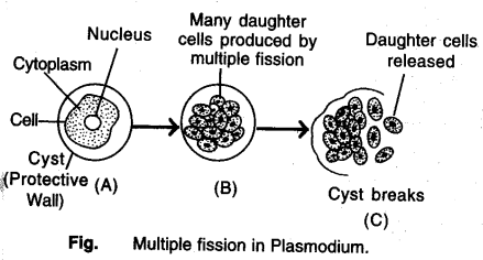 how-do-organisms-reproduce-cbse-notes-for-class-10-science-4