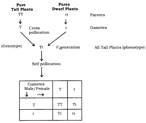 Heredity and Evolution Class 10 Notes Science Chapter 9 1