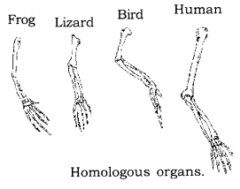 Heredity and Evolution Class 10 Notes Science Chapter 9 5