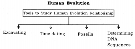 Heredity and Evolution Class 10 Notes Science Chapter 9 9