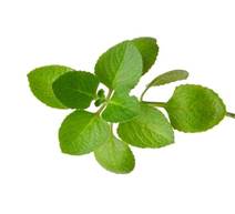 herb.jpg