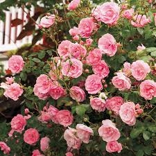 rose-shrub.jpg