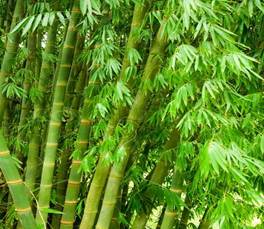 bamboo-tree.jpg