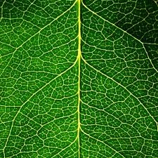 reticulate.jpg