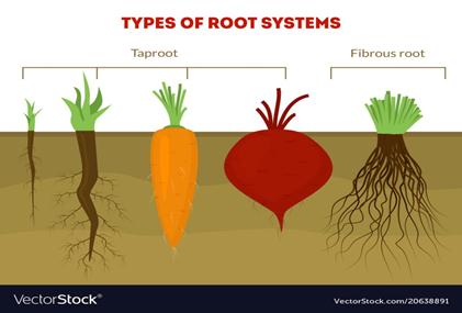 root-types.jpg