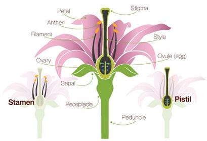 part-of-flower.jpg