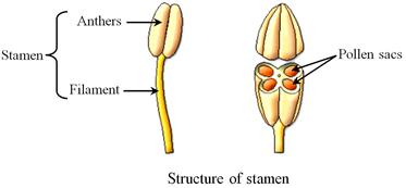 StructureOfStamen.png
