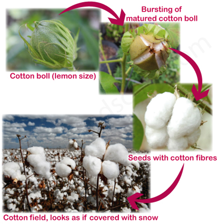 cotton.PNG