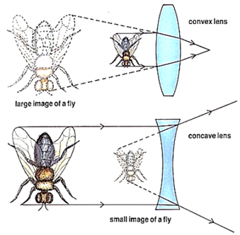 Image formed by Convex and Concave Lense